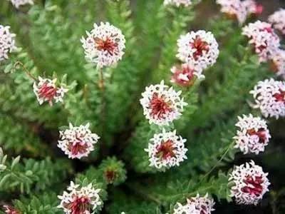 这十二种野菜有毒千万不要吃,这七种野菜有毒不能吃