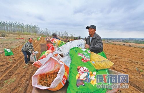 西洋参种植一亩利润,一亩西洋参能收多少鲜参