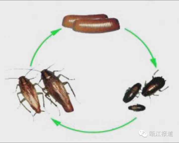 十大最有效的灭蟑方法不用蟑螂药,如何免费的灭蟑螂