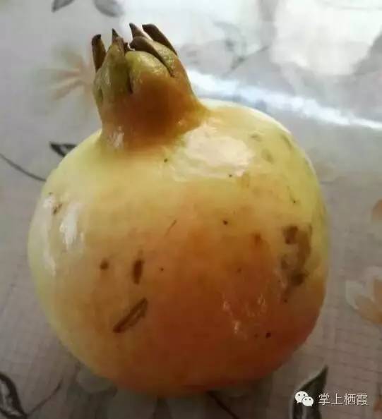 手把手教你剥石榴,教你剥石榴的小技巧