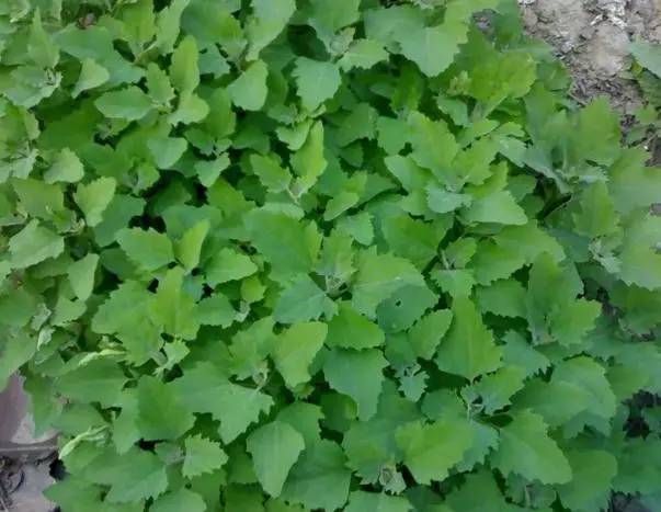 这十二种野菜有毒千万不要吃,这七种野菜有毒不能吃