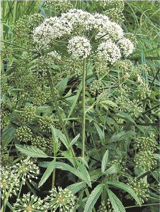 这十二种野菜有毒千万不要吃,这七种野菜有毒不能吃