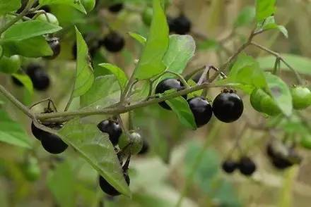 这十二种野菜有毒千万不要吃,这七种野菜有毒不能吃