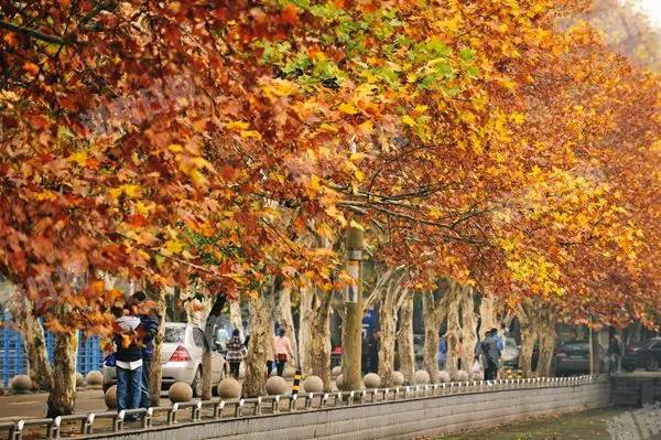 长沙的秋天去哪了,长沙秋天适合去的地方