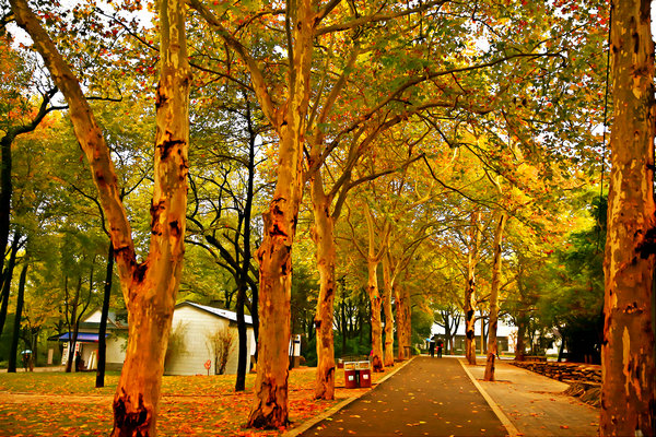 长沙的秋天去哪了,长沙秋天适合去的地方