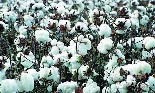 市场|内地籽棉价低难收*疆新**棉籽“大行其道”