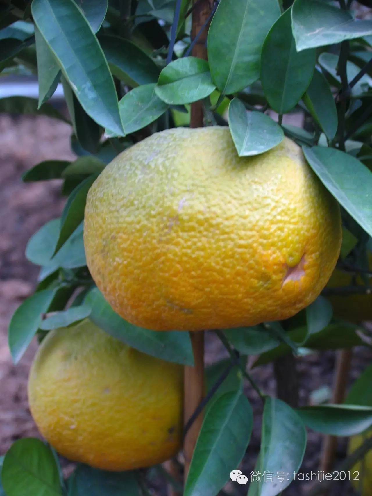 热带水果红牡丹,热带水果莲雾荔枝