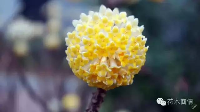 你是苗木“老司机”？这些名字好听又漂亮的花木你认识几种？