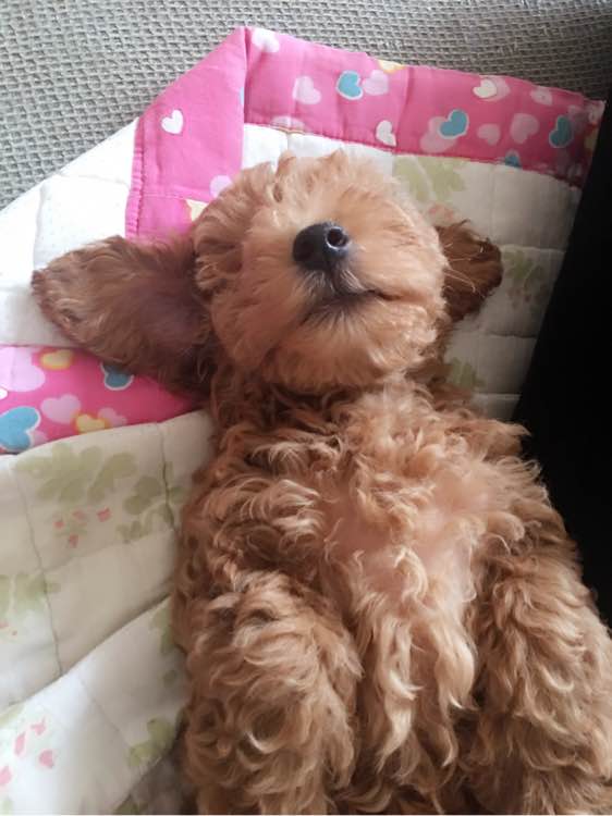 两个月泰迪几天能学会定点上厕所,我家泰迪狗特别爱喝水