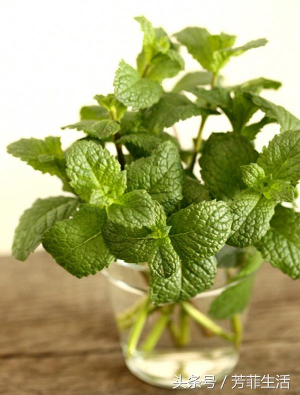 水培薄荷的营养液的做法,薄荷种子可以水培养殖吗