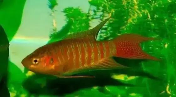 那些年的神级狗狗,那些年养过的电子宠物