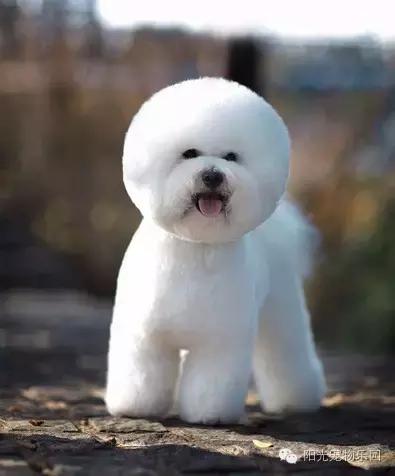 养全部宠物狗,适合在家养的狗狗还不掉毛