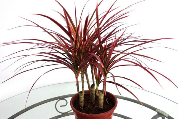 去甲醛又帮助睡眠的植物,甲醛怎么消除不伤害植物