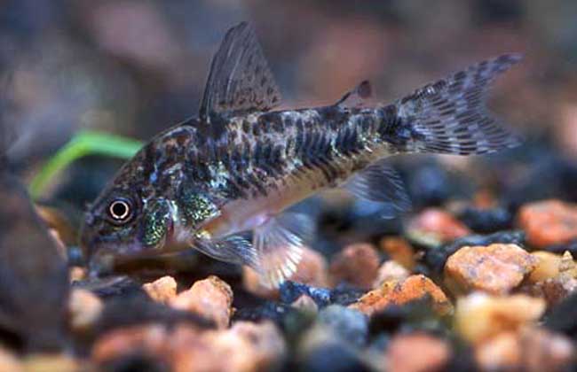 清道夫鱼有多脏,清道夫鱼的水族箱养殖技术