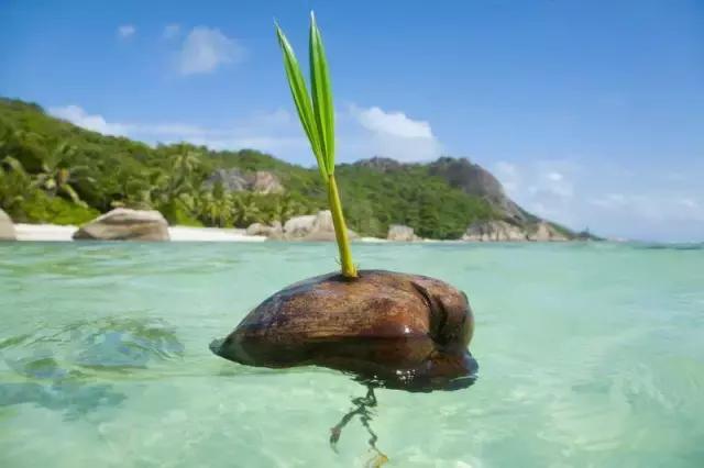 塞舌尔海洋天堂,最后的伊甸园之塞舌尔