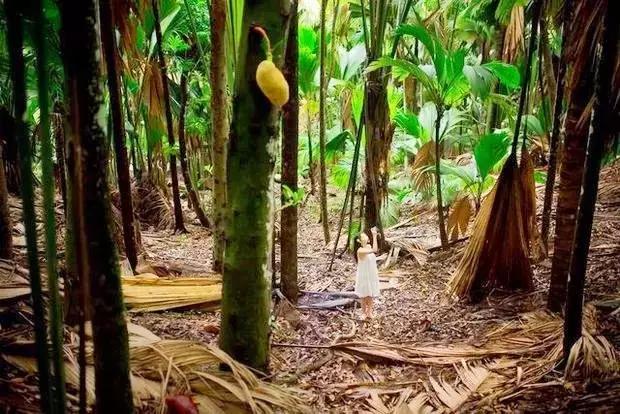 塞舌尔海洋天堂,最后的伊甸园之塞舌尔