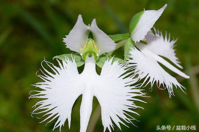 哪种兰花被认为是非常珍贵的,天下之大无奇不有的稀有兰花
