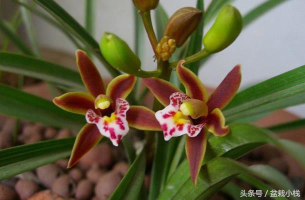 哪种兰花被认为是非常珍贵的,天下之大无奇不有的稀有兰花