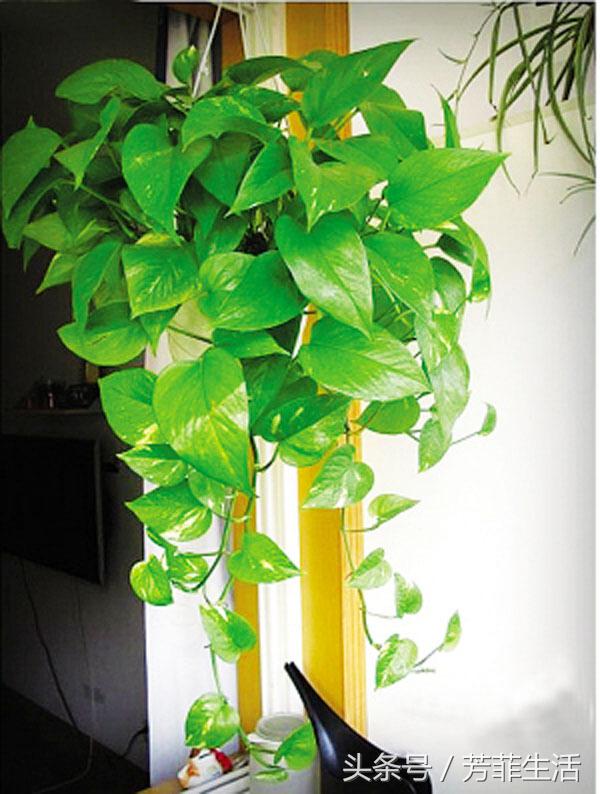 办公室大绿萝底下叶子发黄怎么养,绿萝秋天叶子变黄怎么处理