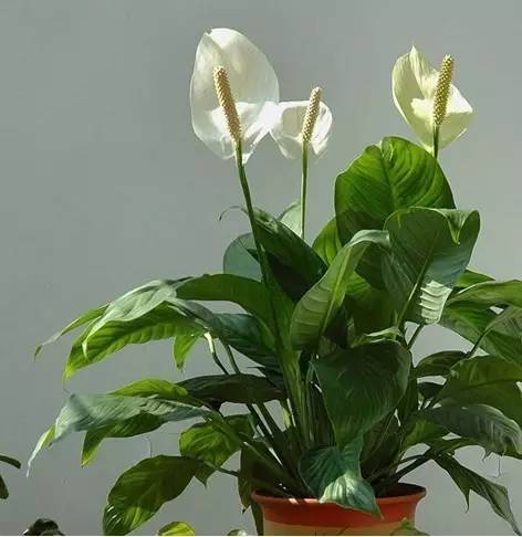 适合在家养有发财寓意的植物,客厅放什么植物寓意好又好养