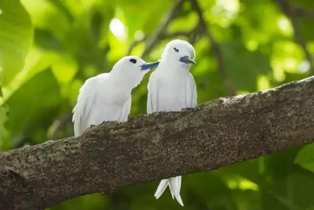 塞舌尔海洋天堂,最后的伊甸园之塞舌尔
