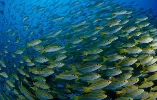 塞舌尔海洋天堂,最后的伊甸园之塞舌尔