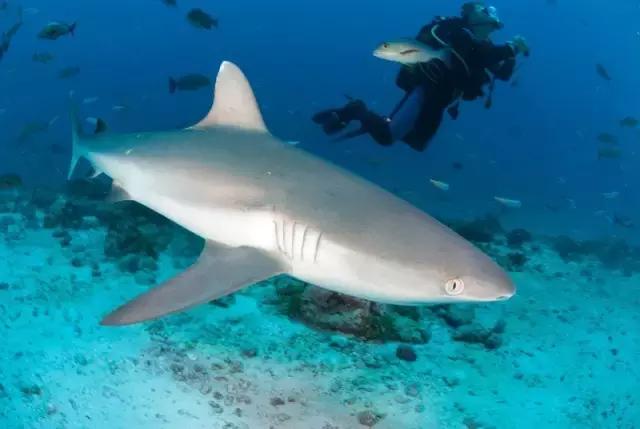 塞舌尔海洋天堂,最后的伊甸园之塞舌尔