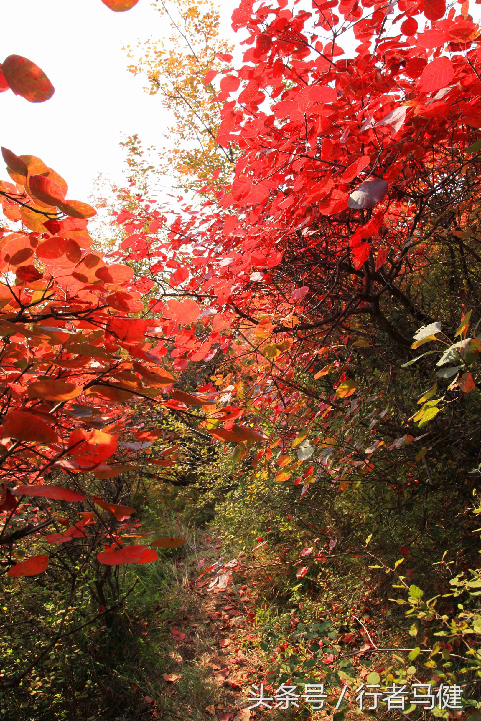 错过了邢台云梦山，太行山最大的红叶区，就相当于错过了整个秋天
