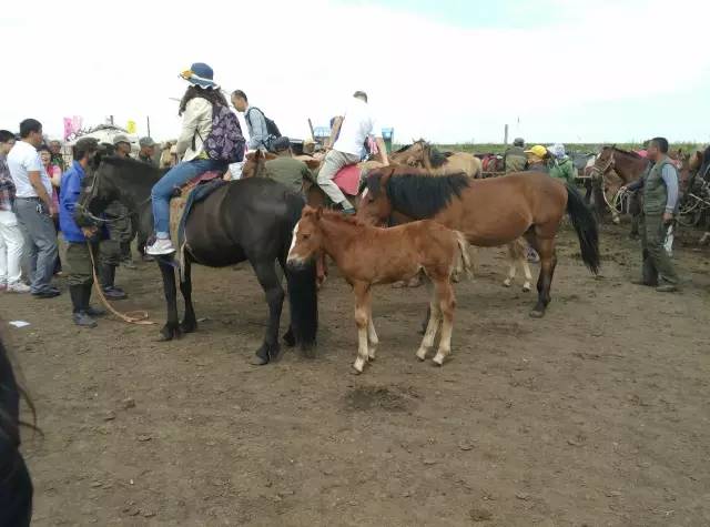 自驾川西带金毛,长途自驾带金毛