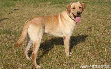 带大家认识不一样的狗狗,常见的狗狗种类