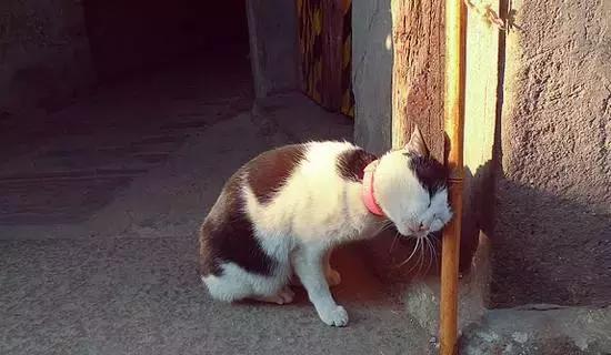 纳达尔费德勒上旋对比,纳达尔上旋对费德勒反手