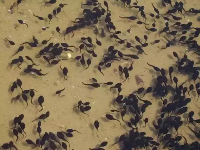 那些年的神级狗狗,那些年养过的电子宠物