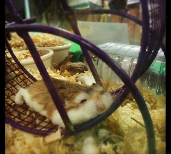 仓鼠就是贪吃爱睡的小萌物你真的都了解它们的习性吗？