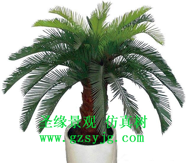 仿真苏铁树,苏铁树的介绍和特点是什么