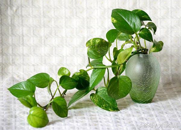 办公室大绿萝底下叶子发黄怎么养,绿萝秋天叶子变黄怎么处理