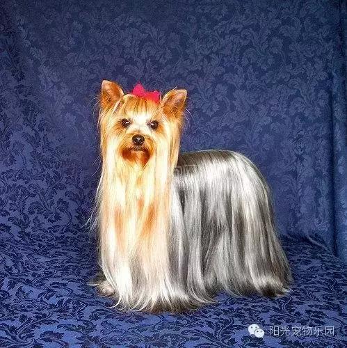 养全部宠物狗,适合在家养的狗狗还不掉毛