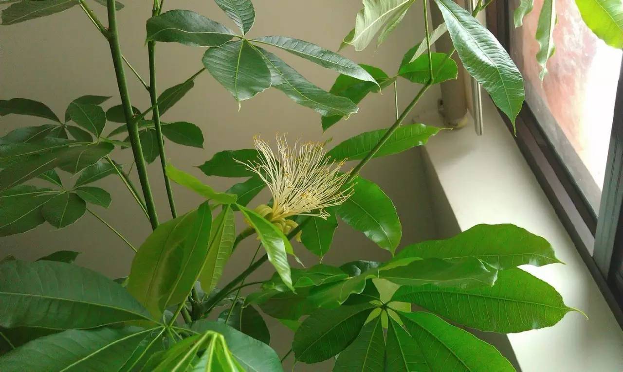 适合在家养有发财寓意的植物,客厅放什么植物寓意好又好养