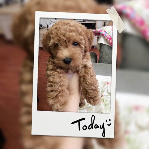 两个月泰迪几天能学会定点上厕所,我家泰迪狗特别爱喝水