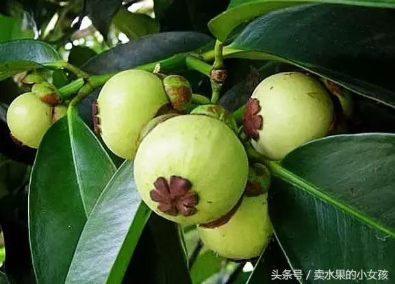 山竹号称水果皇后营养高,山竹是一种很有名的热带水果