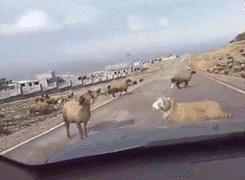 老湿机爱搞笑gif图：现实版少林足球