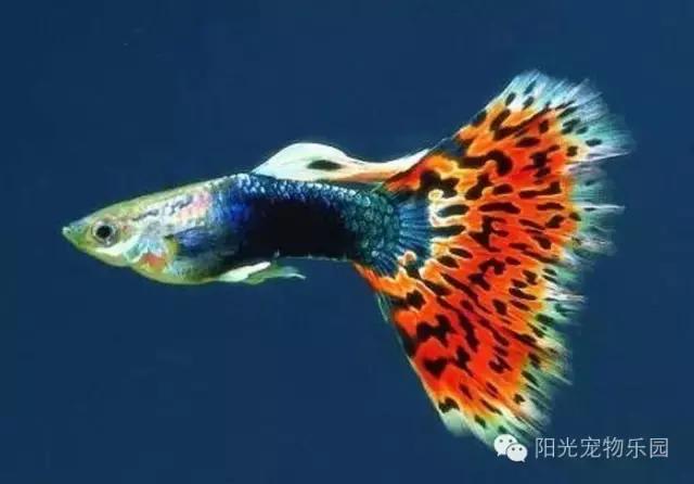 热带鱼缸混养小型鱼最佳搭配,鱼龟共养的小型鱼缸