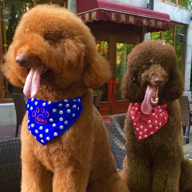 贵宾犬和泰迪犬是一个品种吗,你知道泰迪是怎么样的吗