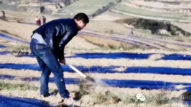 瑗垮拰鐧借妽,绉嶆鐧借妽鑷村瘜