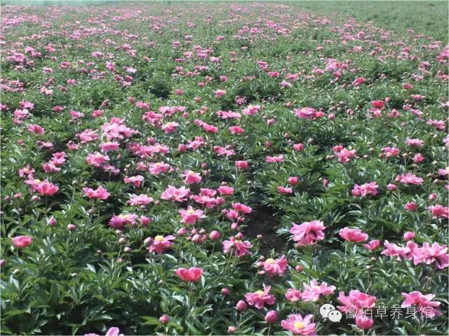 瑗垮拰鐧借妽,绉嶆鐧借妽鑷村瘜