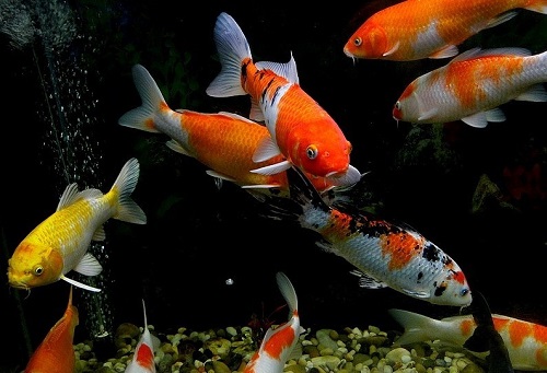 鱼缸饲养龙凤锦鲤,鱼缸里养五条锦鲤比较好