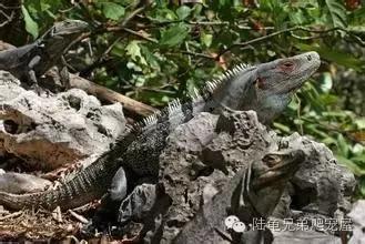 绿鬣蜥的饲养方式和技巧,绿鬣蜥的饲养方法和注意事项