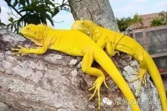 绿鬣蜥的饲养方式和技巧,绿鬣蜥的饲养方法和注意事项
