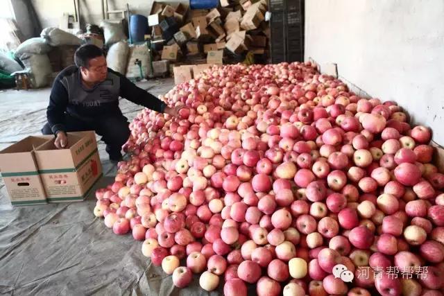 10块钱一斤的苹果真好吃,16块一斤的苹果真好吃