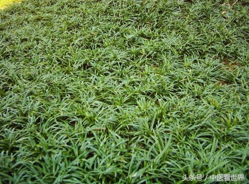 常见室内绿化植物大全,十种室内绿化的植物