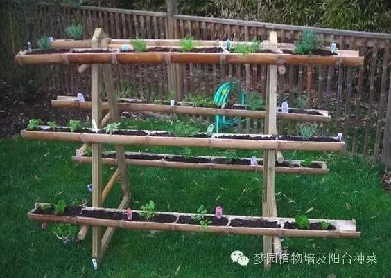 大面积植物墙,竹子植物背景墙